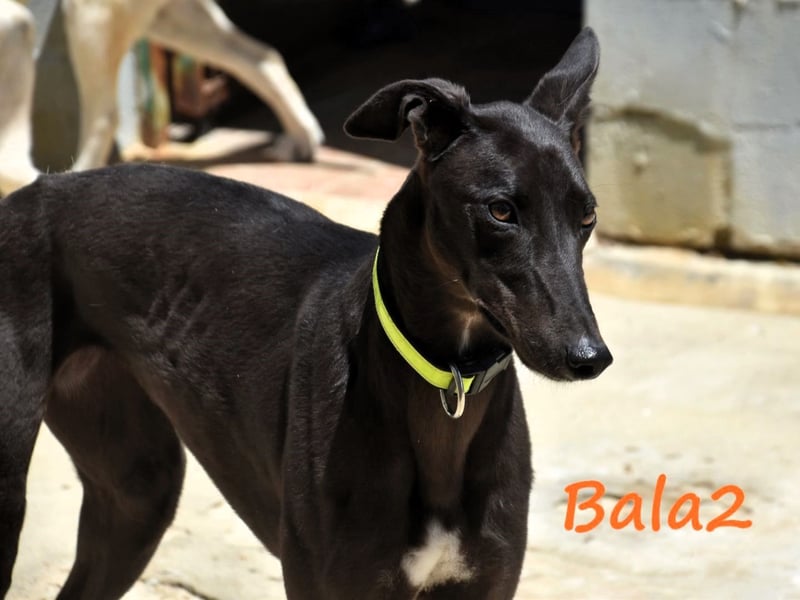 Bala2 10/2023 (ESP) - zärtliche, soziale und vornehme junge Galga!