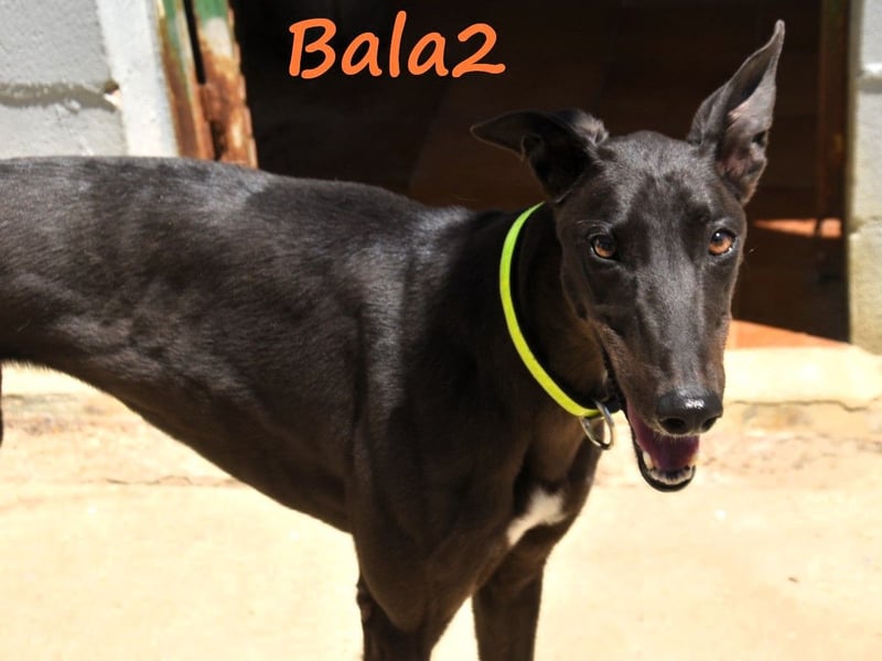 Bala2 10/2023 (ESP) - zärtliche, soziale und vornehme junge Galga!