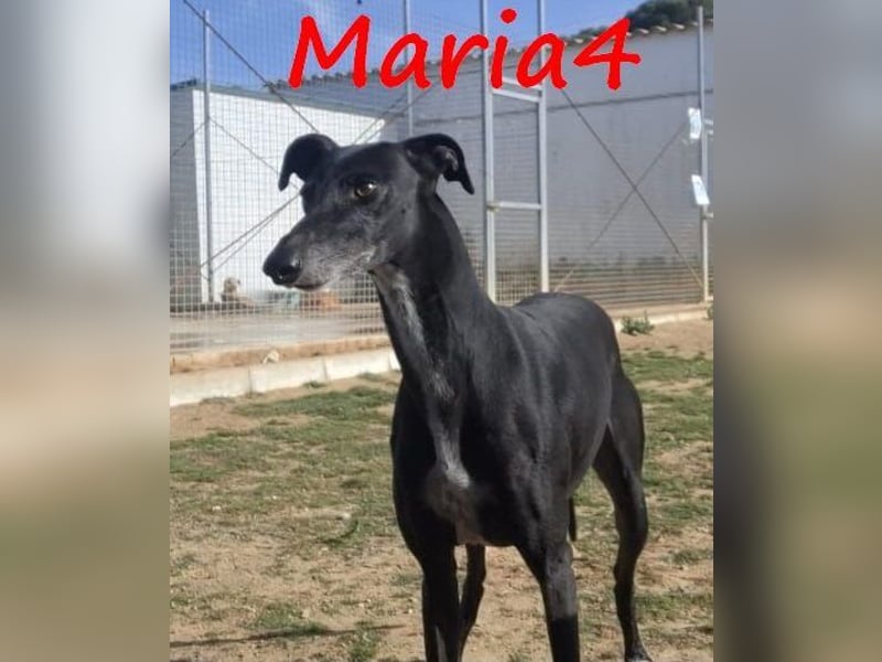 Maria4 geb. 01/2018 (ESP) - verspielte und gesellige Galga!