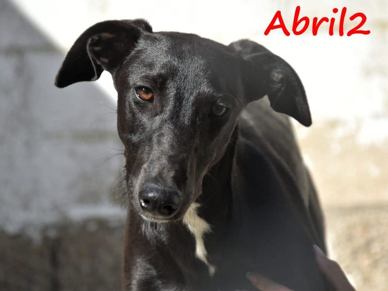 Abril2 10/2024 (ESP) - liebe und aufgeschlossene, junge Galga!