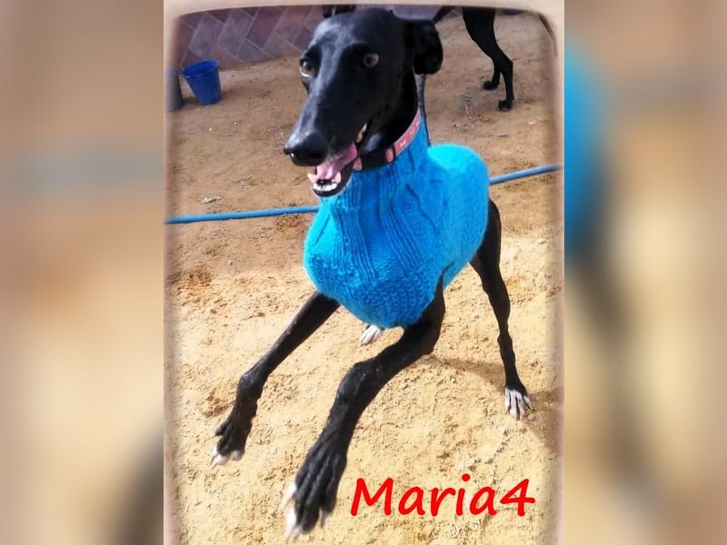 Maria4 geb. 01/2018 (ESP) - verspielte und gesellige Galga!