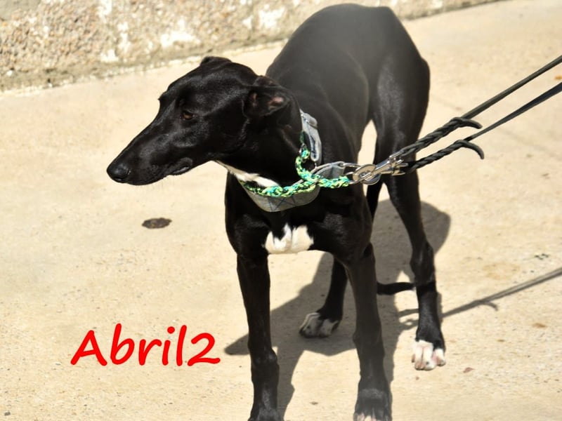 Abril2 10/2024 (ESP) - liebe und aufgeschlossene, junge Galga!