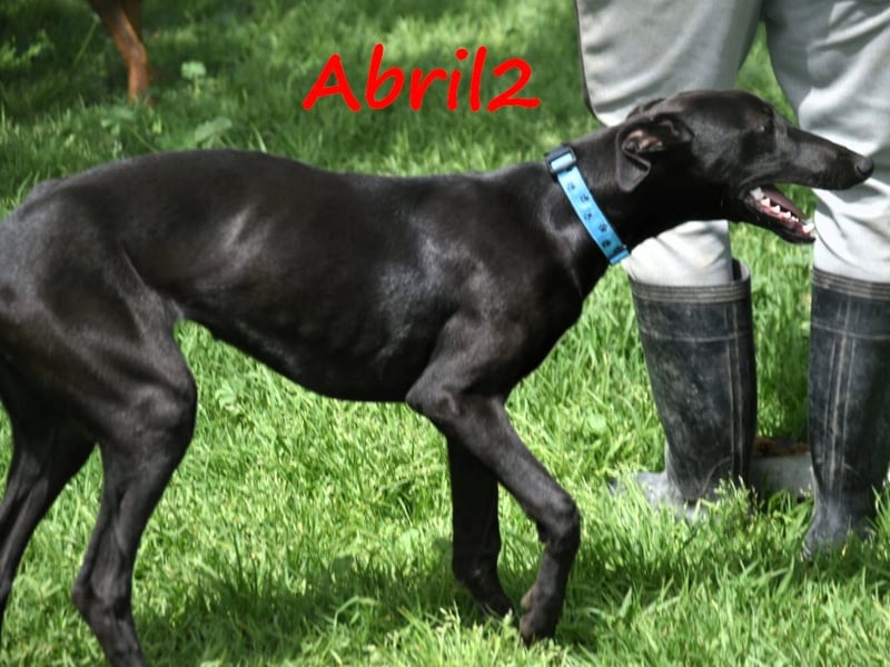Abril2 10/2024 (ESP) - liebe und aufgeschlossene, junge Galga!