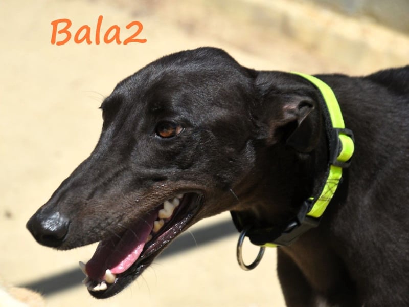 Bala2 10/2023 (ESP) - zärtliche, soziale und vornehme junge Galga!