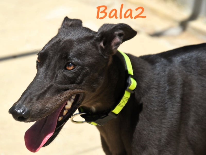 Bala2 10/2023 (ESP) - zärtliche, soziale und vornehme junge Galga!
