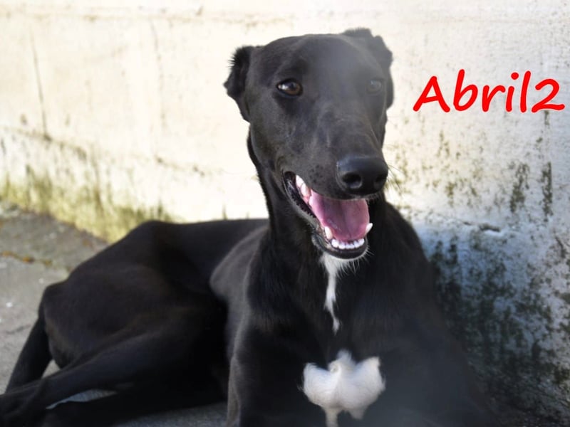 Abril2 10/2024 (ESP) - liebe und aufgeschlossene, junge Galga!