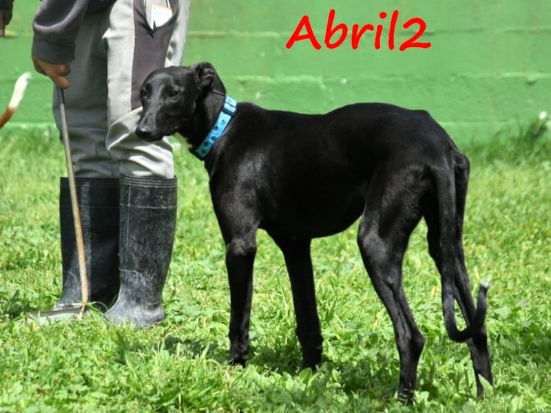 Abril2 10/2024 (ESP) - liebe und aufgeschlossene, junge Galga!
