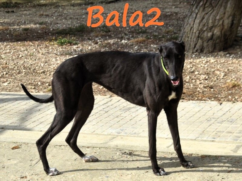Bala2 10/2023 (ESP) - zärtliche, soziale und vornehme junge Galga!