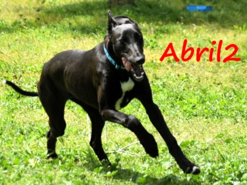 Abril2 10/2024 (ESP) - liebe und aufgeschlossene, junge Galga!