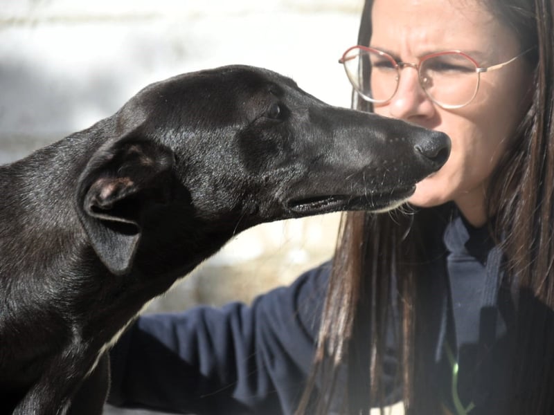 Abril2 10/2024 (ESP) - liebe und aufgeschlossene, junge Galga!