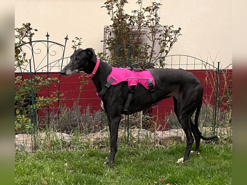 sanfte Galga Chabeli (Tierschutz)