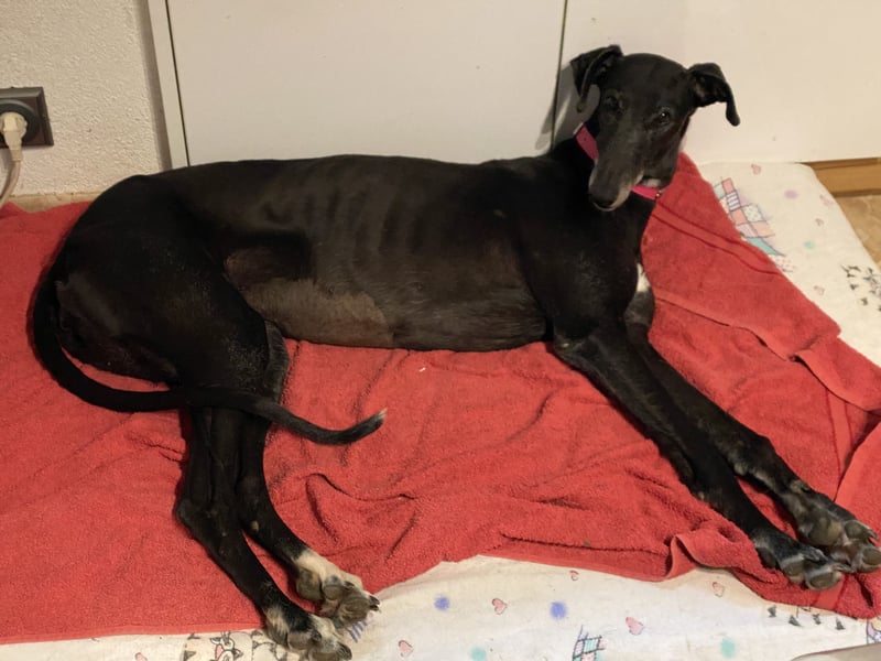 sanfte Galga Chabeli (Tierschutz)