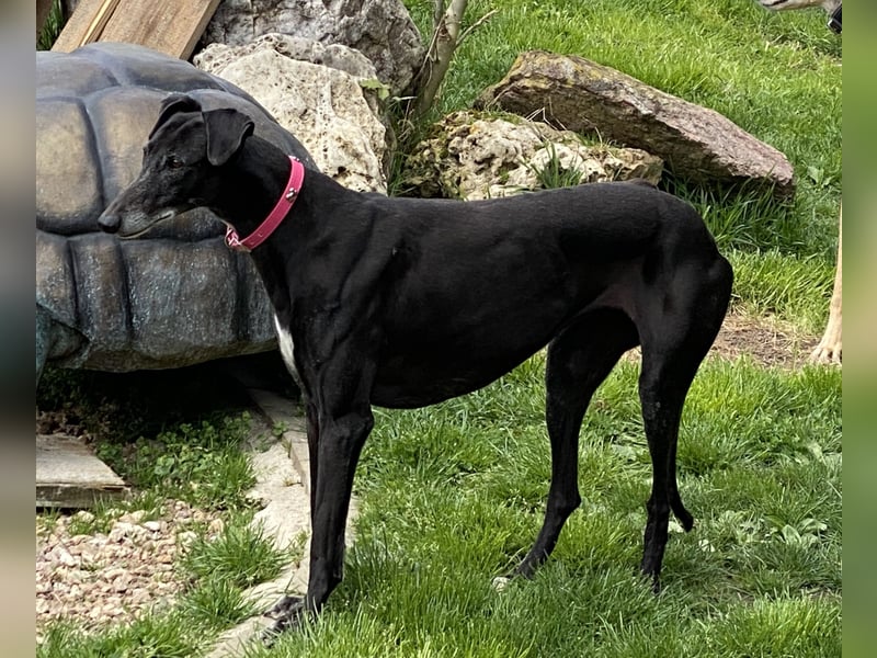 sanfte Galga Chabeli (Tierschutz)
