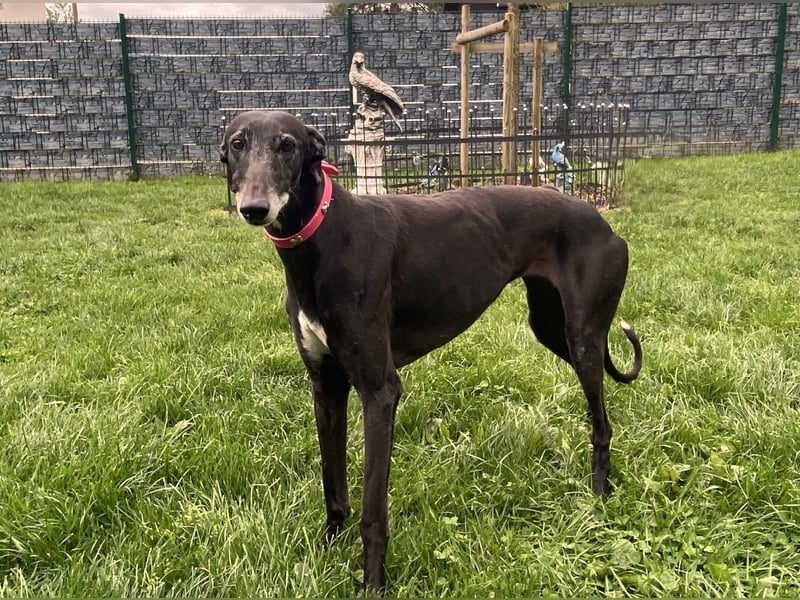 sanfte Galga Chabeli (Tierschutz)