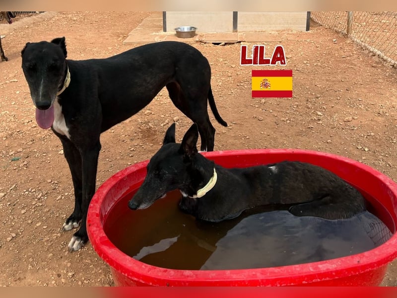 Lila,geb.03/22,anhängliches Galgo Mädel sucht ihre Familie