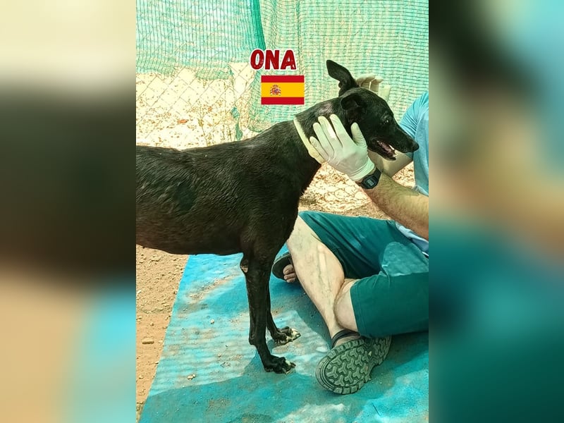 Ona,geb.03/22,verschmustes Galgo Mädel sucht ihre Familie