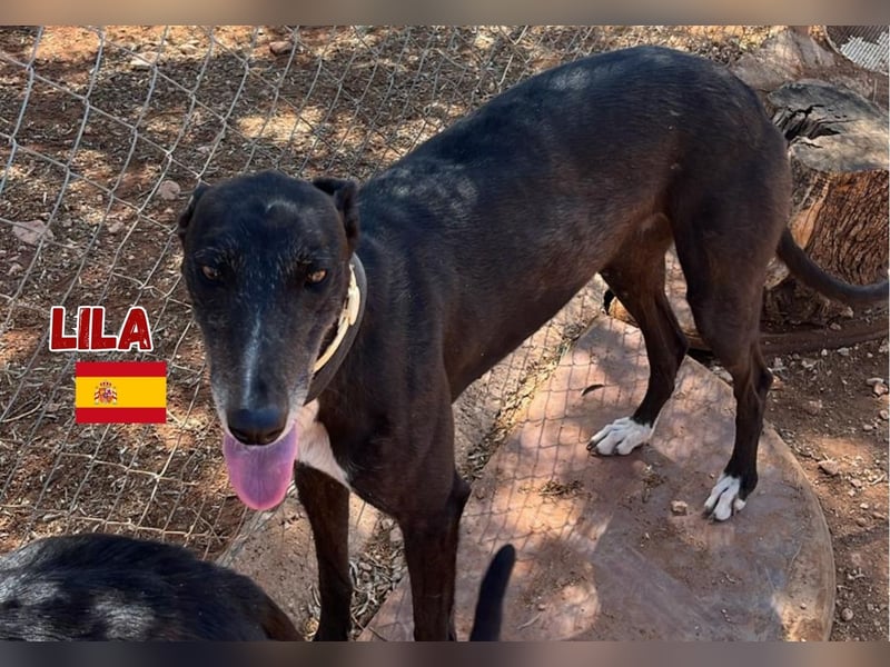 Lila,geb.03/22,anhängliches Galgo Mädel sucht ihre Familie