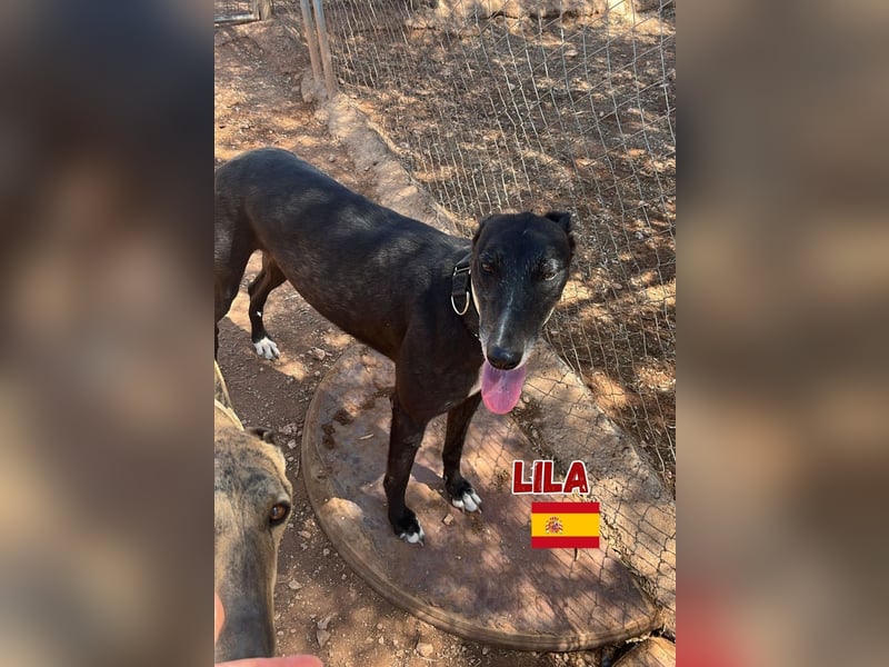 Lila,geb.03/22,anhängliches Galgo Mädel sucht ihre Familie