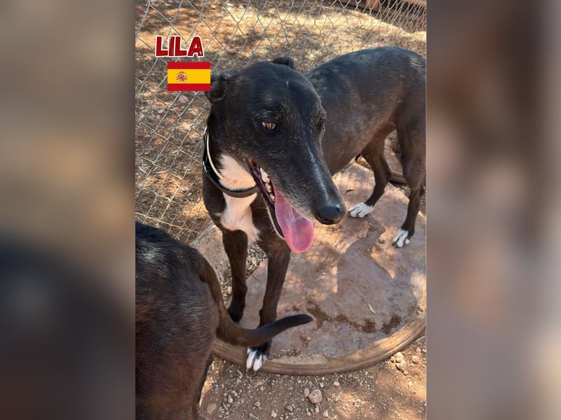 Lila,geb.03/22,anhängliches Galgo Mädel sucht ihre Familie