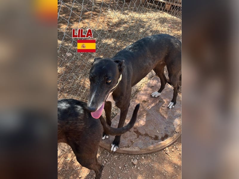 Lila,geb.03/22,anhängliches Galgo Mädel sucht ihre Familie