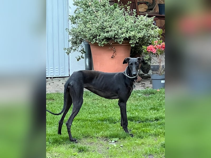 Freja, verschmust, offen, neugierig - bereits in Deutschland -
