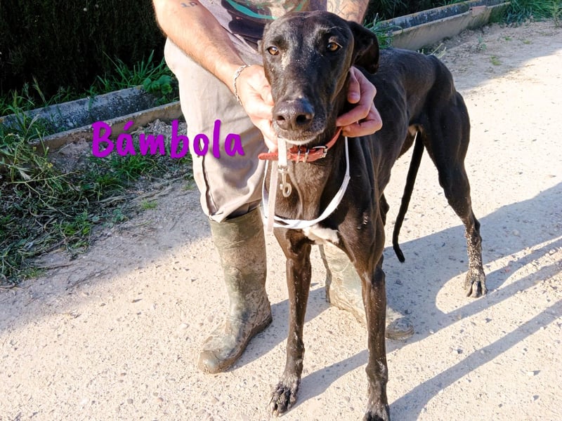Bámbola 02/2023 (in Deutschland) - lebensfrohe, liebevolle und neugierige Galga!
