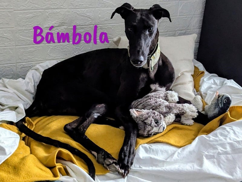 Bámbola 02/2023 (in Deutschland) - lebensfrohe, liebevolle und neugierige Galga!
