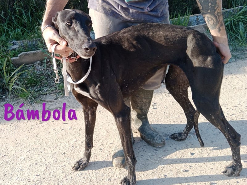 Bámbola 02/2023 (in Deutschland) - liebevolle, entspannte und freundliche Galga!