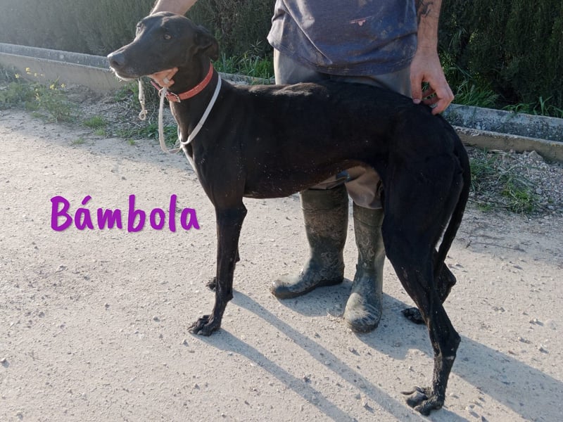 Bámbola 02/2023 (in Deutschland) - liebevolle, entspannte und freundliche Galga!