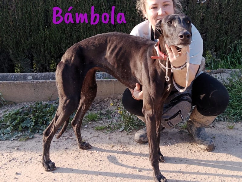Bámbola 02/2023 (in Deutschland) - liebevolle, entspannte und freundliche Galga!