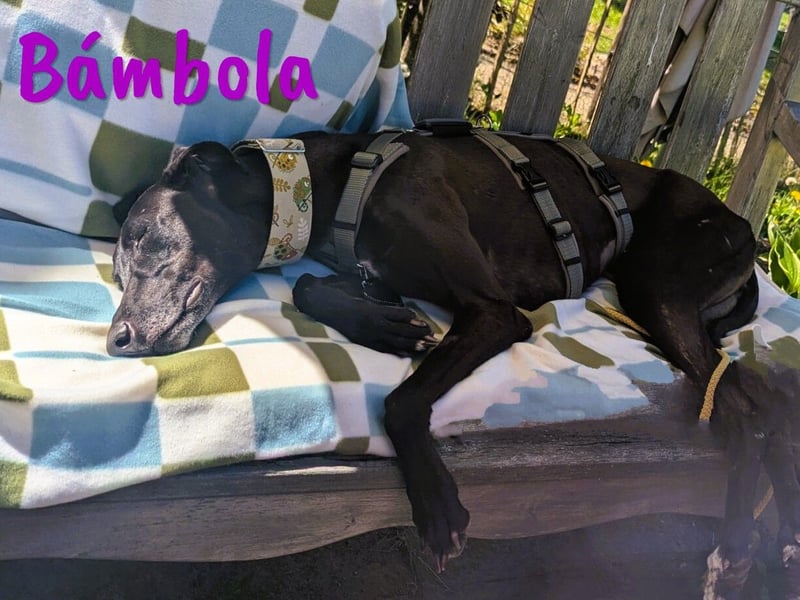 Bámbola 02/2023 (in Deutschland) - lebensfrohe, liebevolle und neugierige Galga!