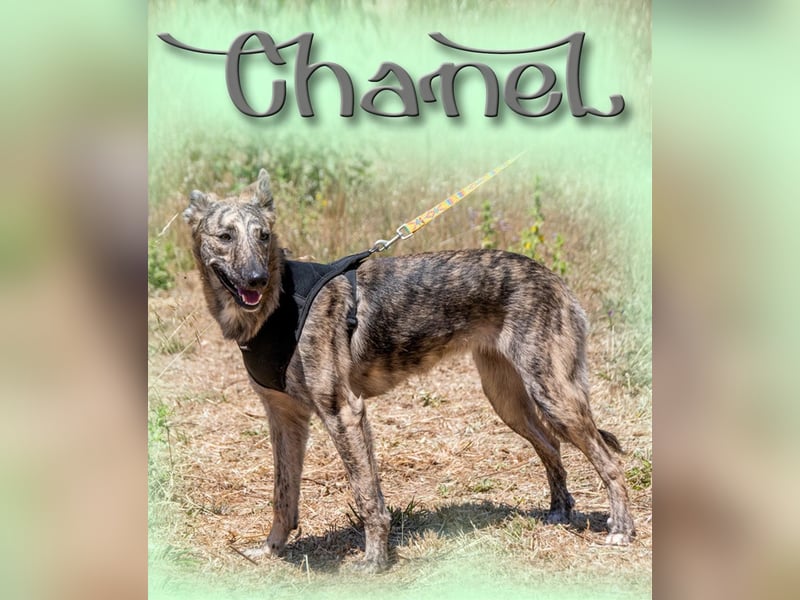 Chanel - eine ganz Feine