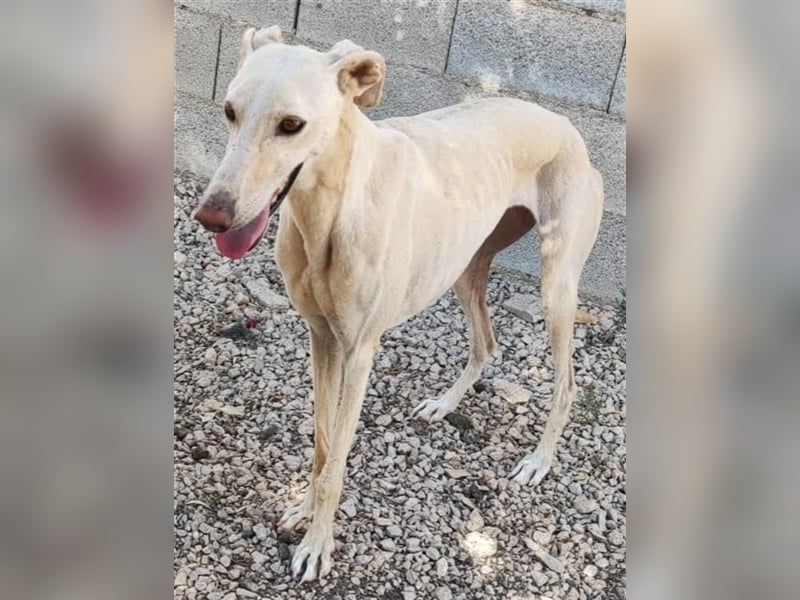 ❤️GRETA (Galgomädchen) sucht immer noch ihr neues Zuhause❤️