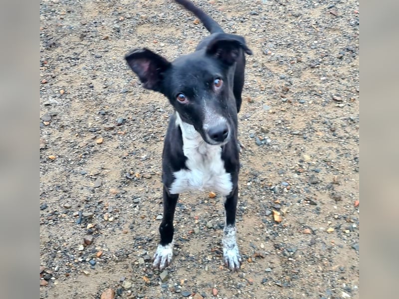 Zauberhafter BOWIE-liebevoll, sanft, verschmust sucht seine liebevolle Familie