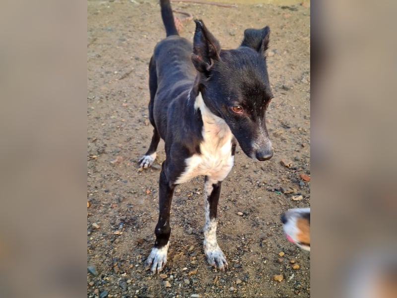 Zauberhafter BOWIE-liebevoll, sanft, verschmust sucht seine liebevolle Familie