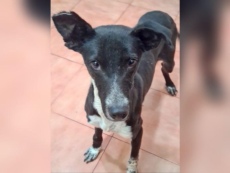 Zauberhafter BOWIE-liebevoll, sanft, verschmust sucht seine liebevolle Familie