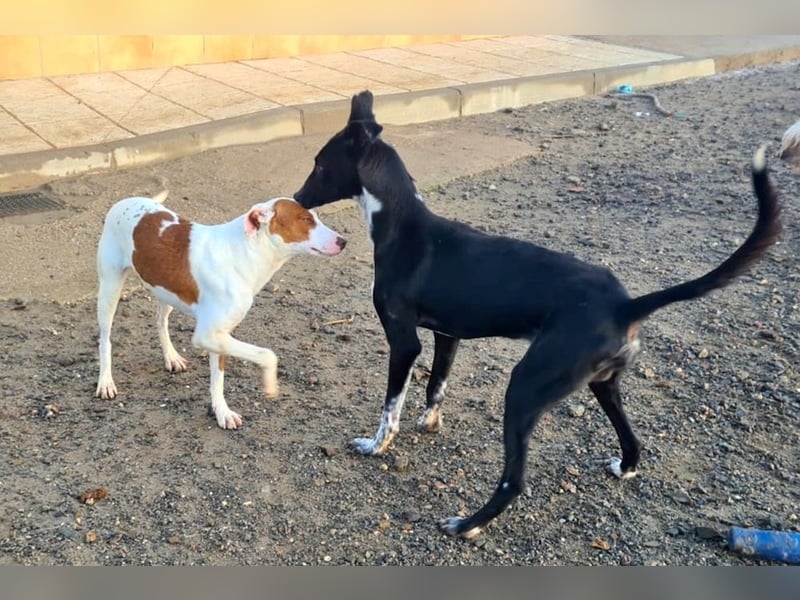 Zauberhafter BOWIE-liebevoll, sanft, verschmust sucht seine liebevolle Familie