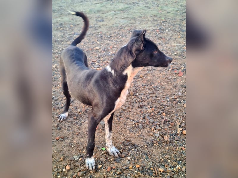 Zauberhafter BOWIE-liebevoll, sanft, verschmust sucht seine liebevolle Familie