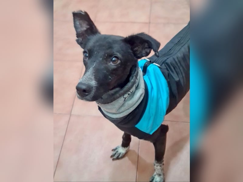 Zauberhafter BOWIE-liebevoll, sanft, verschmust sucht seine liebevolle Familie