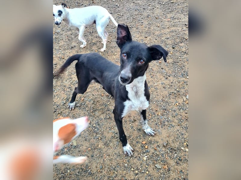 Zauberhafter BOWIE-liebevoll, sanft, verschmust sucht seine liebevolle Familie