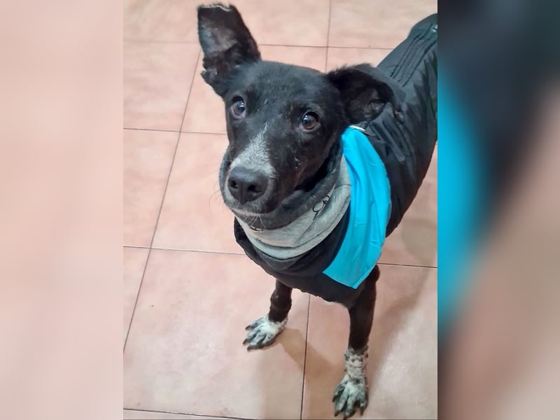 Zauberhafter BOWIE-liebevoll, sanft, verschmust sucht seine liebevolle Familie