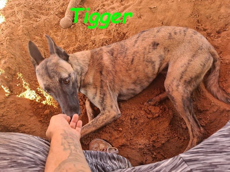 Tigger geb. 07/2024 (ESP) - lebensfroher, kluger und verschmuster Galgo-Podenco-Mix!