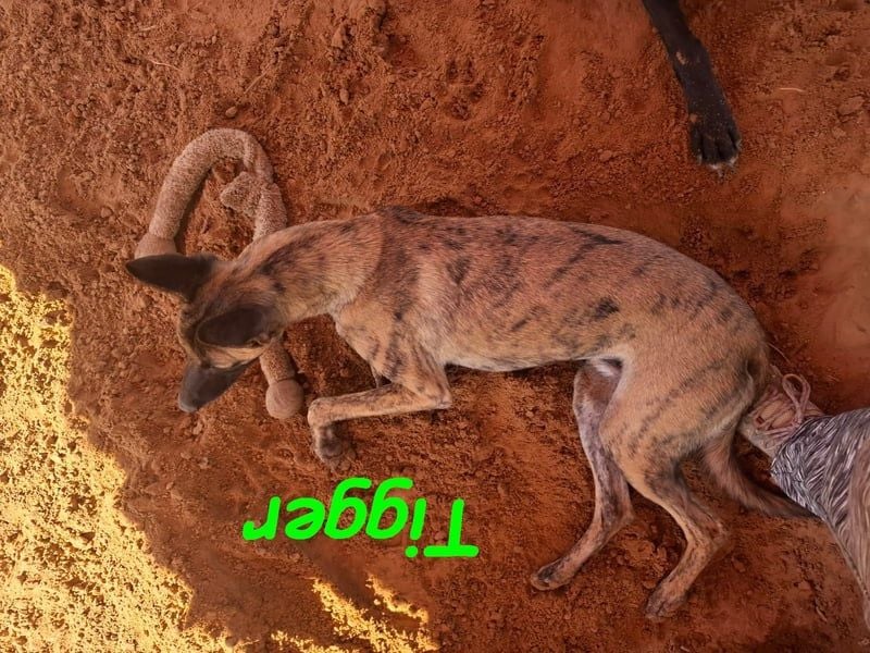 Tigger geb. 07/2024 (ESP) - lebensfroher, kluger und verschmuster Galgo-Podenco-Mix!