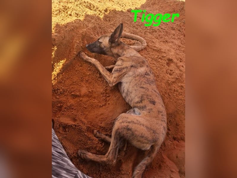 Tigger geb. 07/2024 (ESP) - lebensfroher, kluger und verschmuster Galgo-Podenco-Mix!