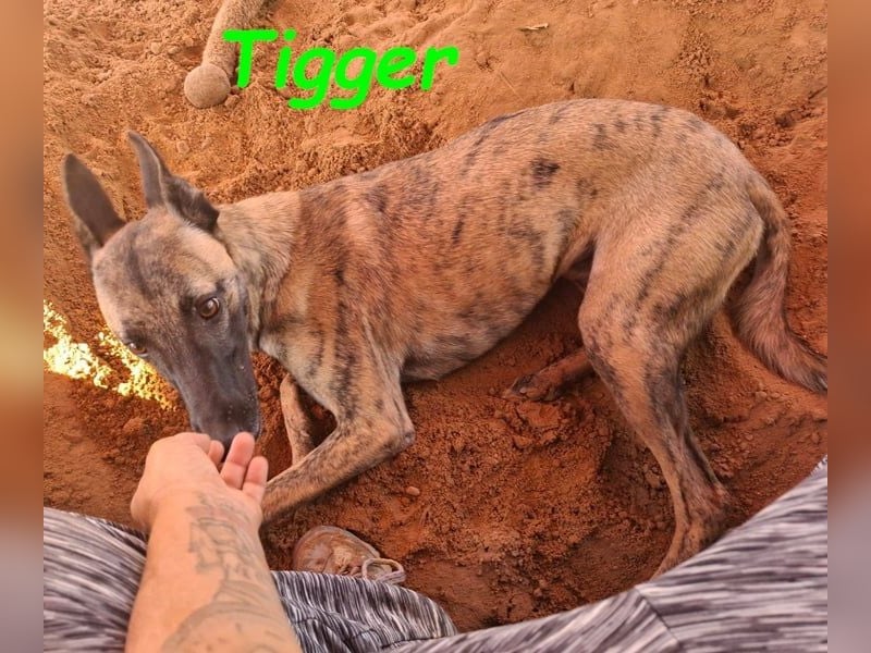 Tigger geb. 07/2024 (ESP) - lebensfroher, kluger und verschmuster Galgo-Podenco-Mix!