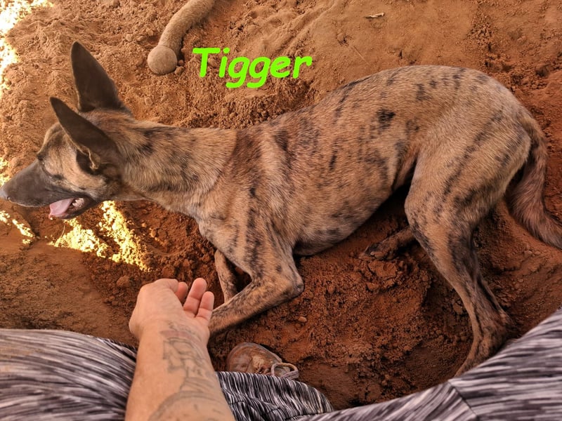 Tigger geb. 07/2024 (ESP) - lebensfroher, kluger und verschmuster Galgo-Podenco-Mix!