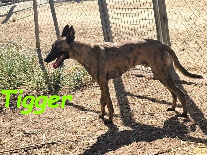 Tigger geb. 07/2024 (ESP) - lebensfroher, kluger und verschmuster Galgo-Podenco-Mix!