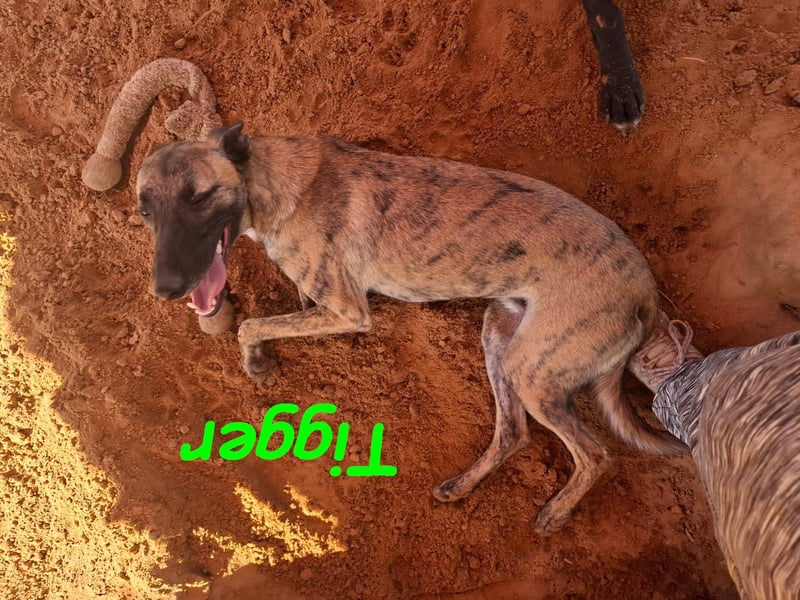 Tigger geb. 07/2024 (ESP) - lebensfroher, kluger und verschmuster Galgo-Podenco-Mix!