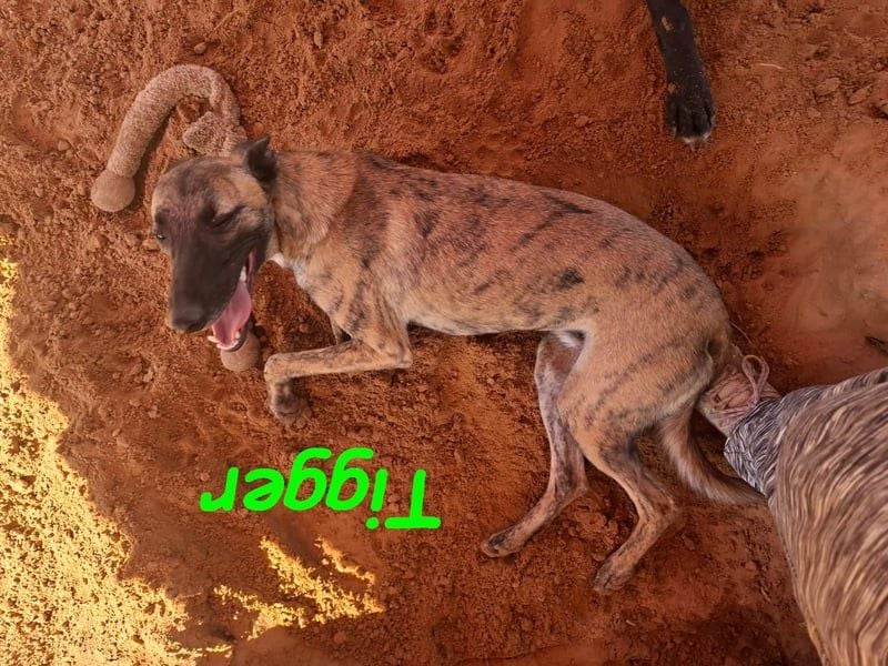 Tigger geb. 07/2024 (ESP) - lebensfroher, kluger und verschmuster Galgo-Podenco-Mix!