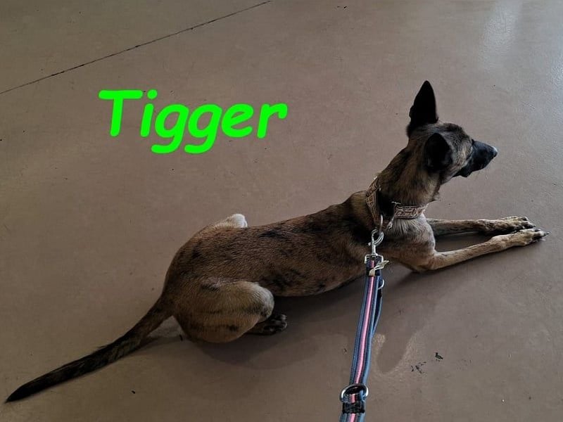 Tigger geb. 07/2024 (ESP) - lebensfroher, kluger und verschmuster Galgo-Podenco-Mix!